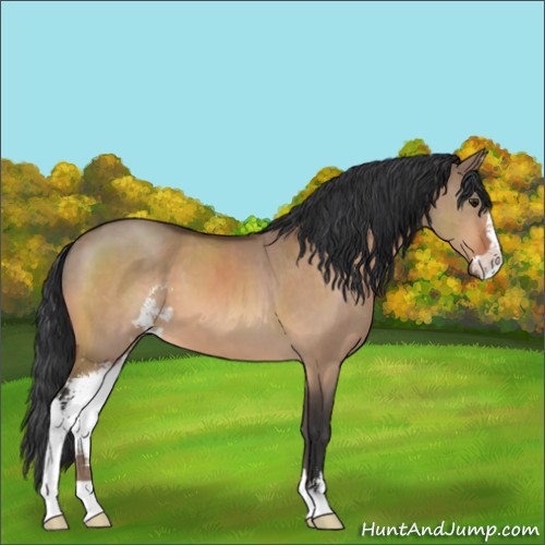 Horse Color:Bay Dun Sabino 