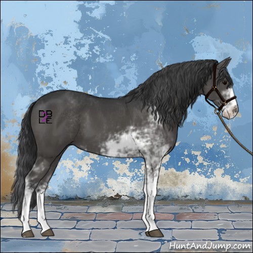 Horse Color:Black Sabino 