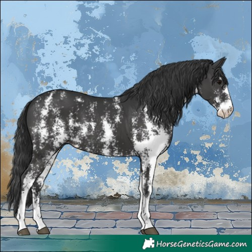 Horse Color:Black Sabino 
