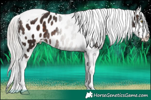 Horse Color:Silver Brown Tobiano Appaloosa Rabicano 
