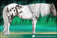 Horse Color:Silver Brown Tobiano Appaloosa Rabicano