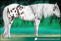 Horse Color:Silver Brown Tobiano Appaloosa Rabicano 