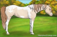 Horse Color:Gold Champagne Roan Dun Splash Tobiano Frame Appaloosa Rabicano 