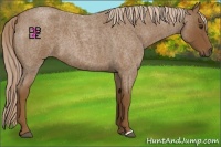 Horse Color:Chocolate Palomino Roan 
