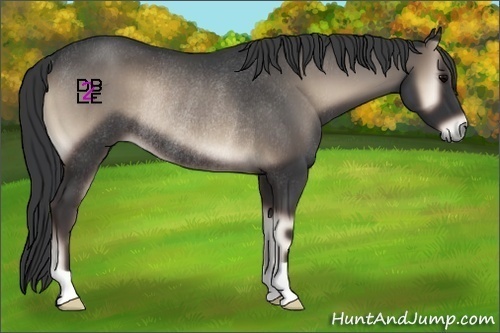 Horse Color:Blue Onyx Rabicano 