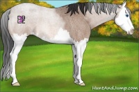 Horse Color:Bay Roan Splash