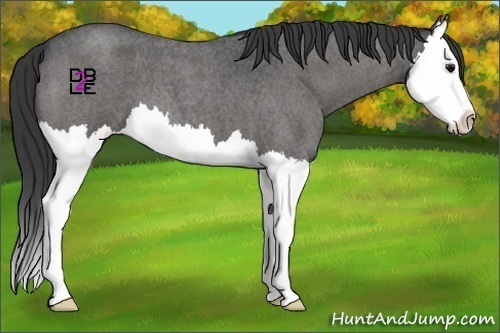 Horse Color:Blue Roan Splash