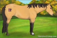 Horse Color:Buckskin 