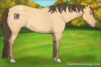 Horse Color:Amber Cream Champagne Roan 