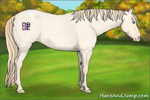 Horse Color:Buckskin Roan Pearl  and Perlino Roan 