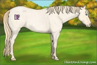 Horse Color:Buckskin Roan Pearl  and Perlino Roan 