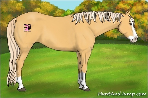 Horse Color:Palomino Splash 