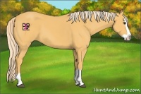 Horse Color:Palomino Splash 