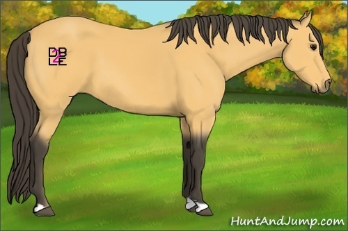 Horse Color:Buckskin 