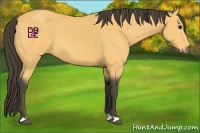 Horse Color:Buckskin 