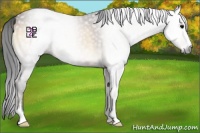 Horse Color:Gray Bay Onyx Sabino Appaloosa 