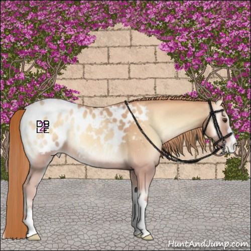 Horse Color:Gold Champagne Onyx Appaloosa 