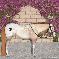 Horse Color:Gold Champagne Onyx Appaloosa