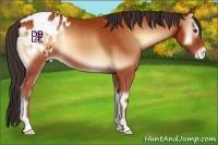 Horse Color:Bay Onyx Appaloosa