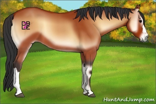 Horse Color:Bay Onyx 