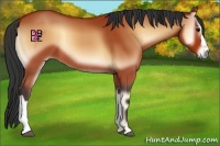 Horse Color:Bay Onyx