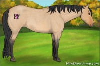 Horse Color:Bay Roan Dun Rabicano 