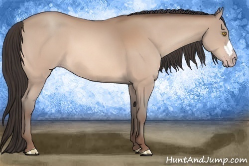 Horse Color:Amber Champagne 
