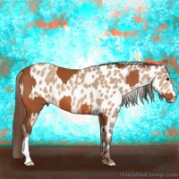 Horse Color:Silver Bay  and Amber Champagne Appaloosa 