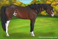 Horse Color:Brown Sabino