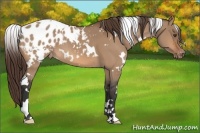 Horse Color:White Spotted Bay Dun Appaloosa 