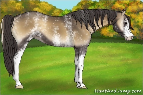 Horse Color:White Spotted Smoky Blue Onyx 