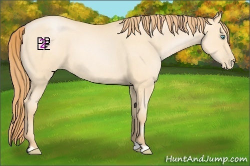 Horse Color:Buckskin Roan Pearl