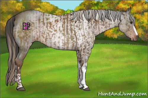 Horse Color:Chocolate Palomino and Liver Red Roan