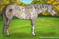 Horse Color:Chocolate Palomino  and Liver Red Roan 