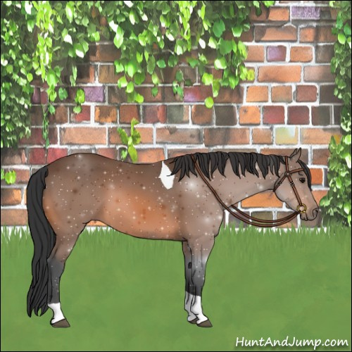 Horse Color:Bay Tobiano