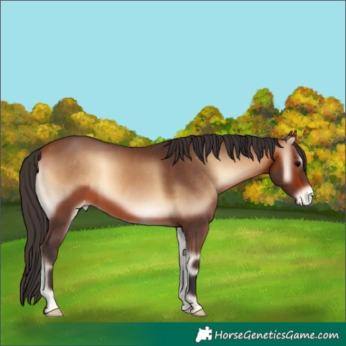 Horse Color:Bay Onyx Appaloosa