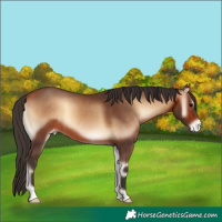 Horse Color:Bay Onyx Appaloosa 