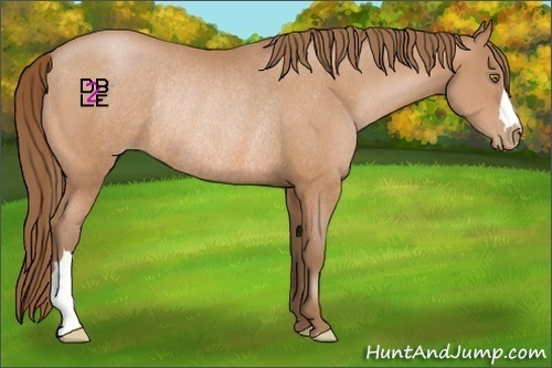 Horse Color:Brown Pearl Rabicano 