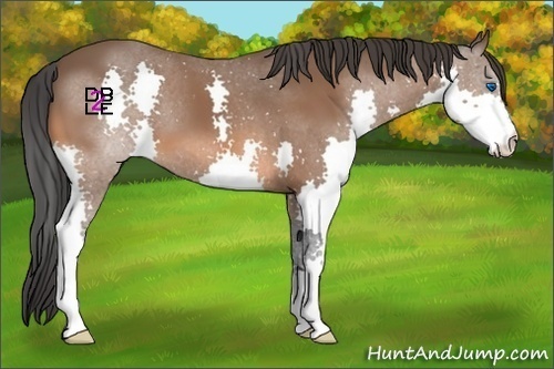 Horse Color:Bay Splash