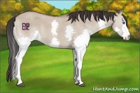 Horse Color:Bay Dun Splash 