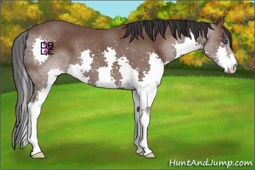 Horse Color:Bay Splash 