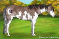 Horse Color:Bay Splash