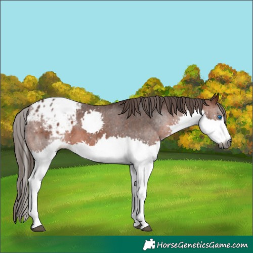 Horse Color:Gray Bay Splash Appaloosa 