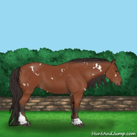 Horse Color:White Spotted Bay Tobiano