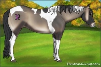 Horse Color:Blue Onyx Tobiano