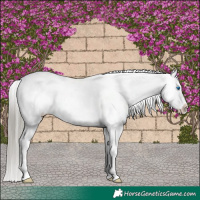 Horse Color:Liver Red Dun Mushroom Splash Tobiano Appaloosa 
