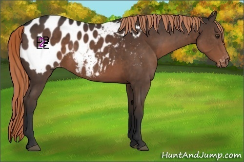 Horse Color:Liver Chestnut Appaloosa 