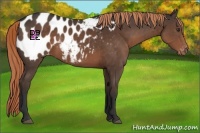 Horse Color:Liver Chestnut Appaloosa