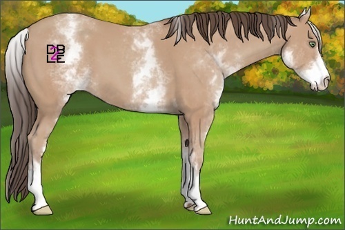 Horse Color:White Spotted Amber Champagne 
