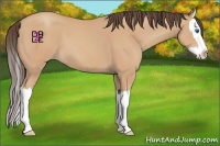 Horse Color:Amber Champagne Splash 